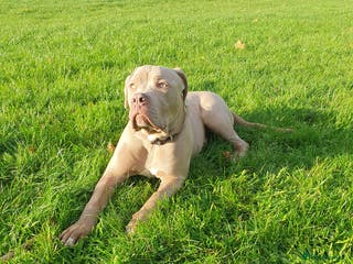 Mixed Breed dogs Cane Corso Puppy for Sale - Advert 6