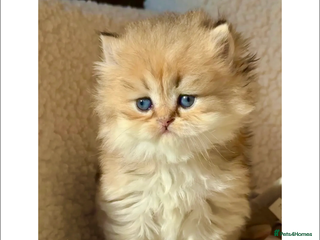 British Shorthair cats Vlastar Lux Nathan - BLH Black Golden Ticked Tabby - Advert 1