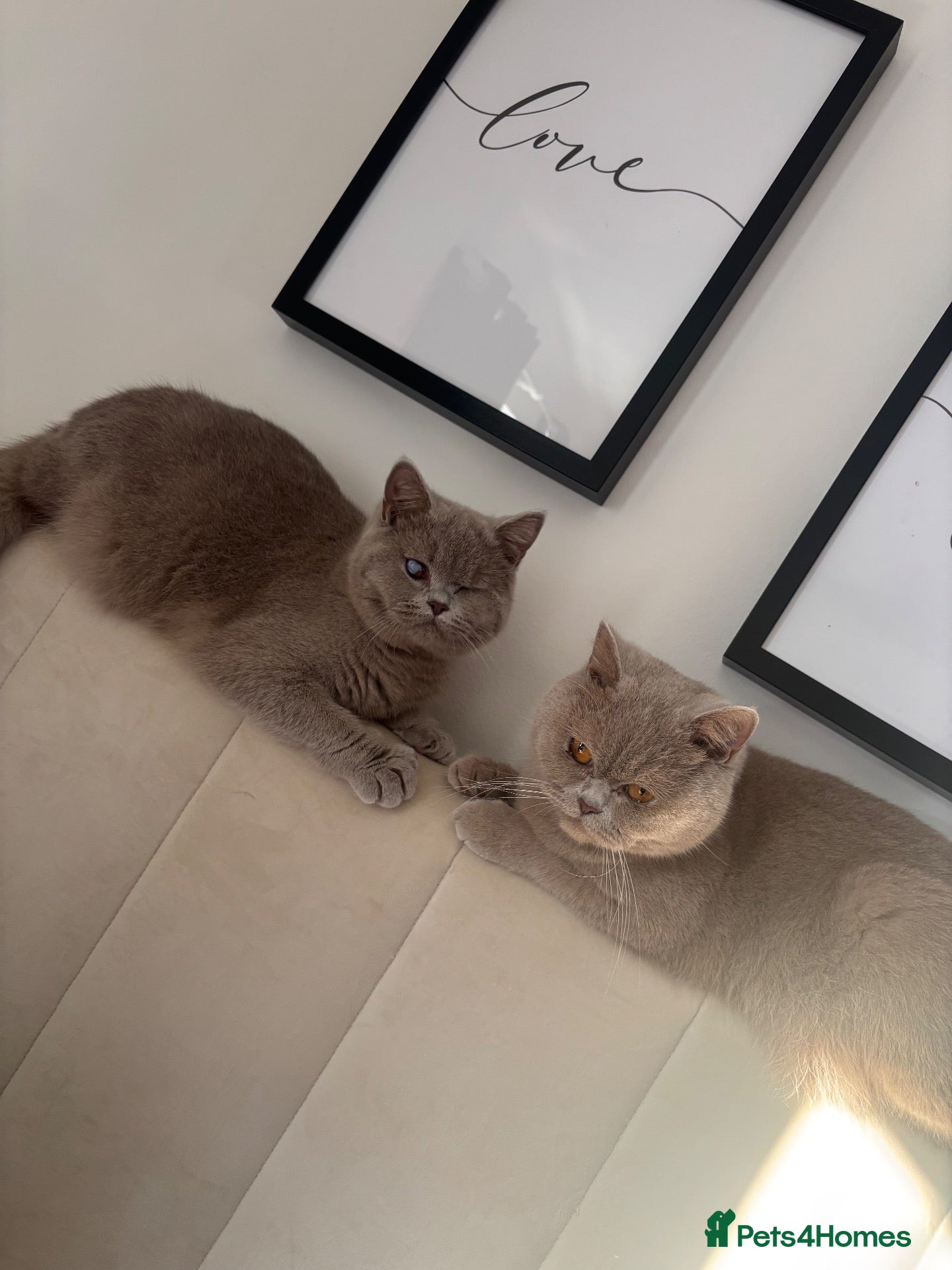 British Shorthair cats British Shorthair Forever Home! - Advert 2