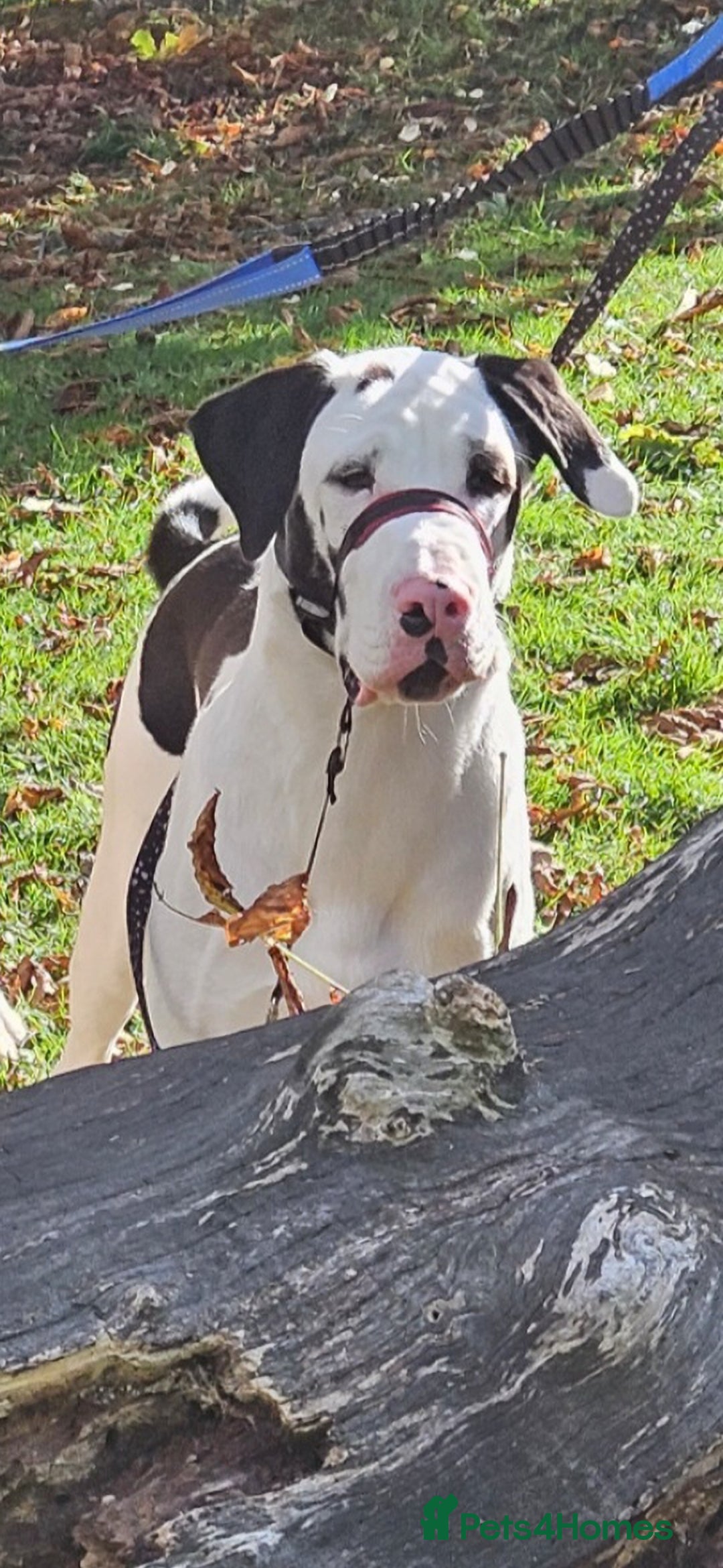 Mixed Breed dogs for sale: Great dane / American akita  pups  - Advert 8