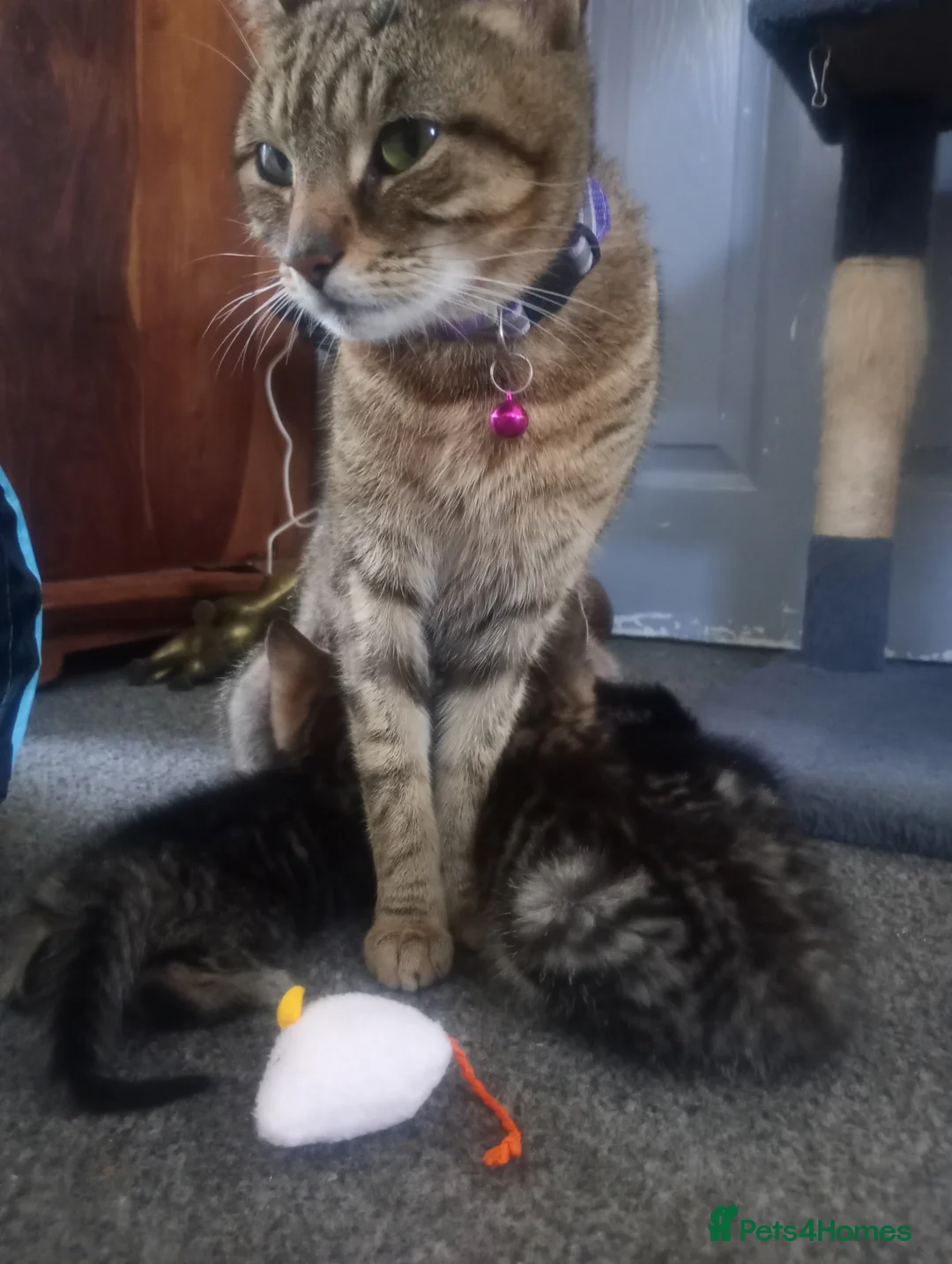 Mixed Breed cats for sale: ORIENTAL BENGAL X ASIAN MAU KITTENS 1 BOY 1 GIRL in Clacton-on-Sea - Advert 2