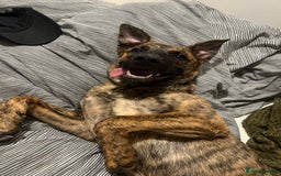 Mixed Breed dogs for sale: Belgium malnois  - Image 5