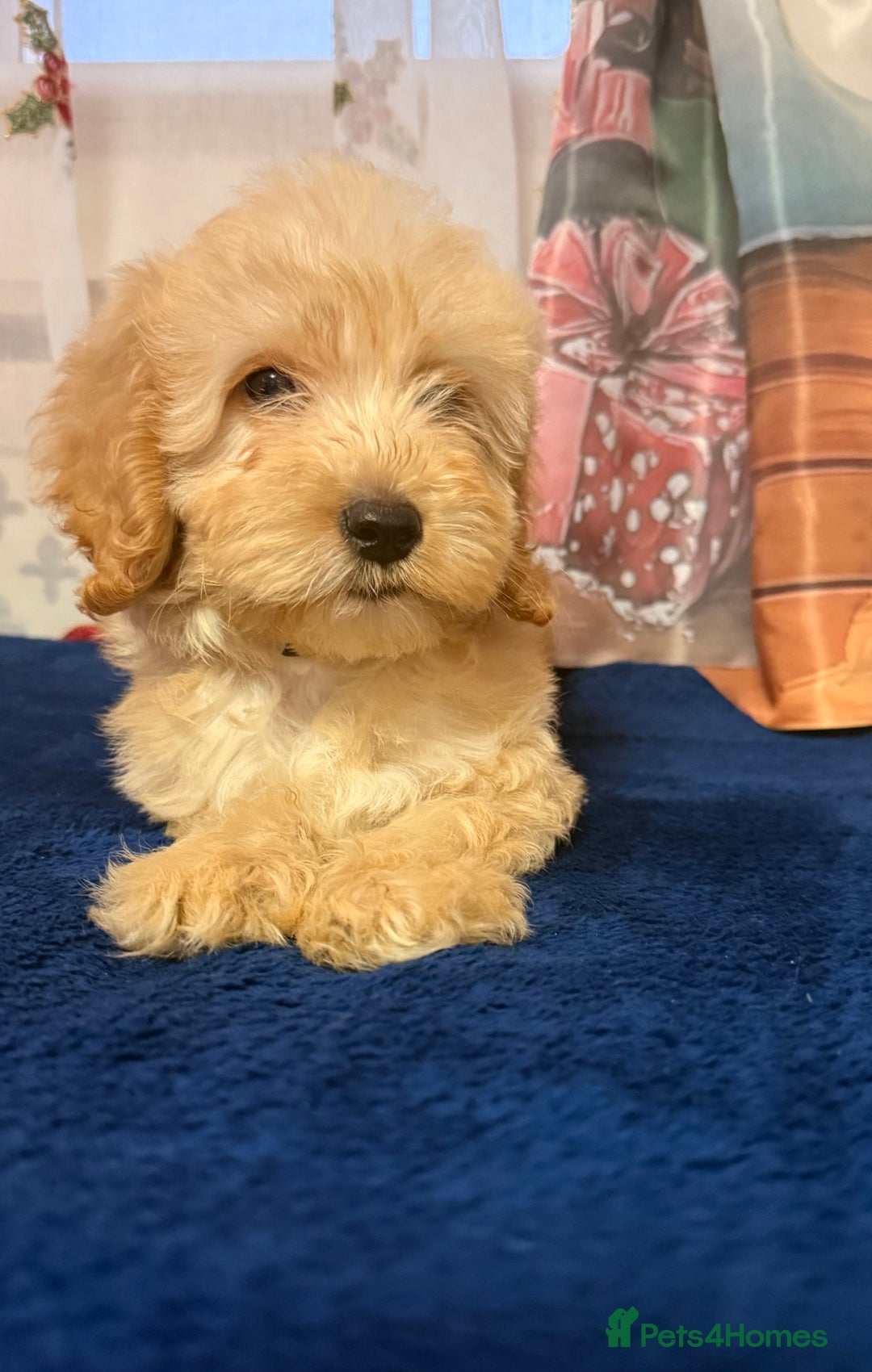 Cockapoo dogs for sale: Someone let me down ready to go🏚️ - Advert 5