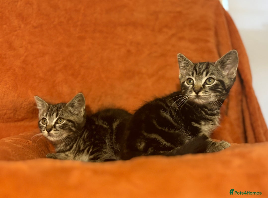 Ragdoll cats for sale: Ragdoll x British Shorthair kittens - Image 9