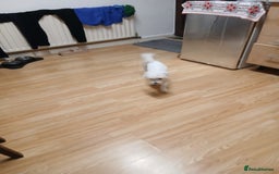 Bichon Frise dogs for sale: Rossie - Advert 4