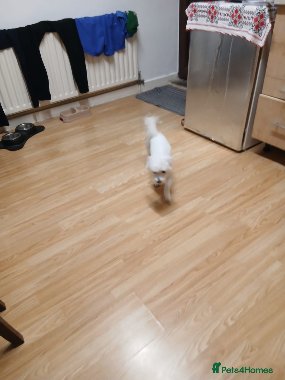 Bichon Frise dogs for sale: Rossie - Advert 4