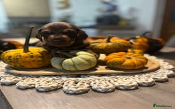 Miniature Dachshund dogs for sale: Miniature dachshund  - Image 7