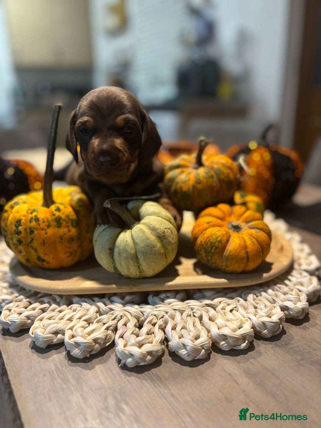 Miniature Dachshund dogs for sale: Miniature dachshund  - Image 7