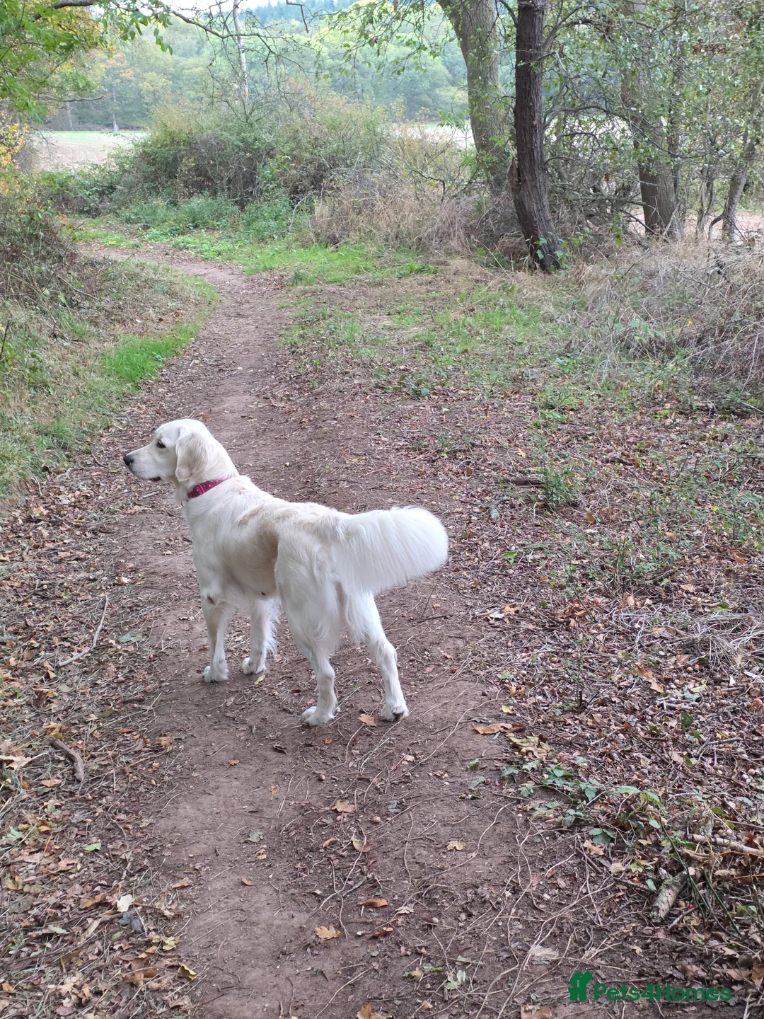 Goldendoodle dogs for sale: Outstanding F1 Goldendoodle Puppies - Advert 2