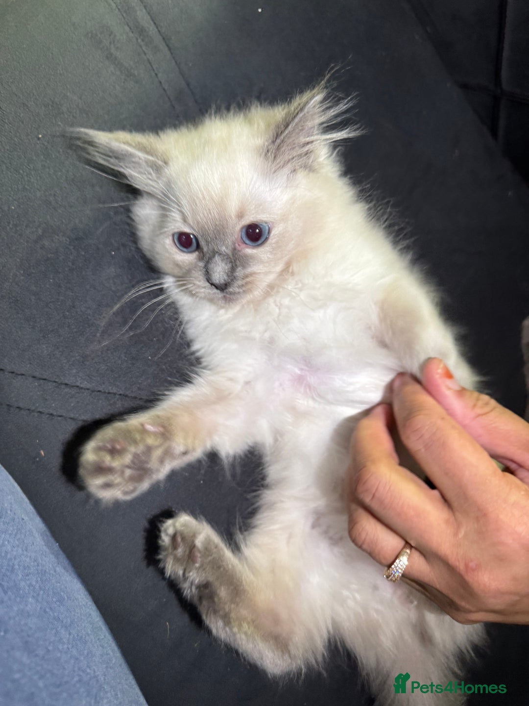 Ragdoll cats for sale: Beautiful bluepoint ragdoll  - Image 6