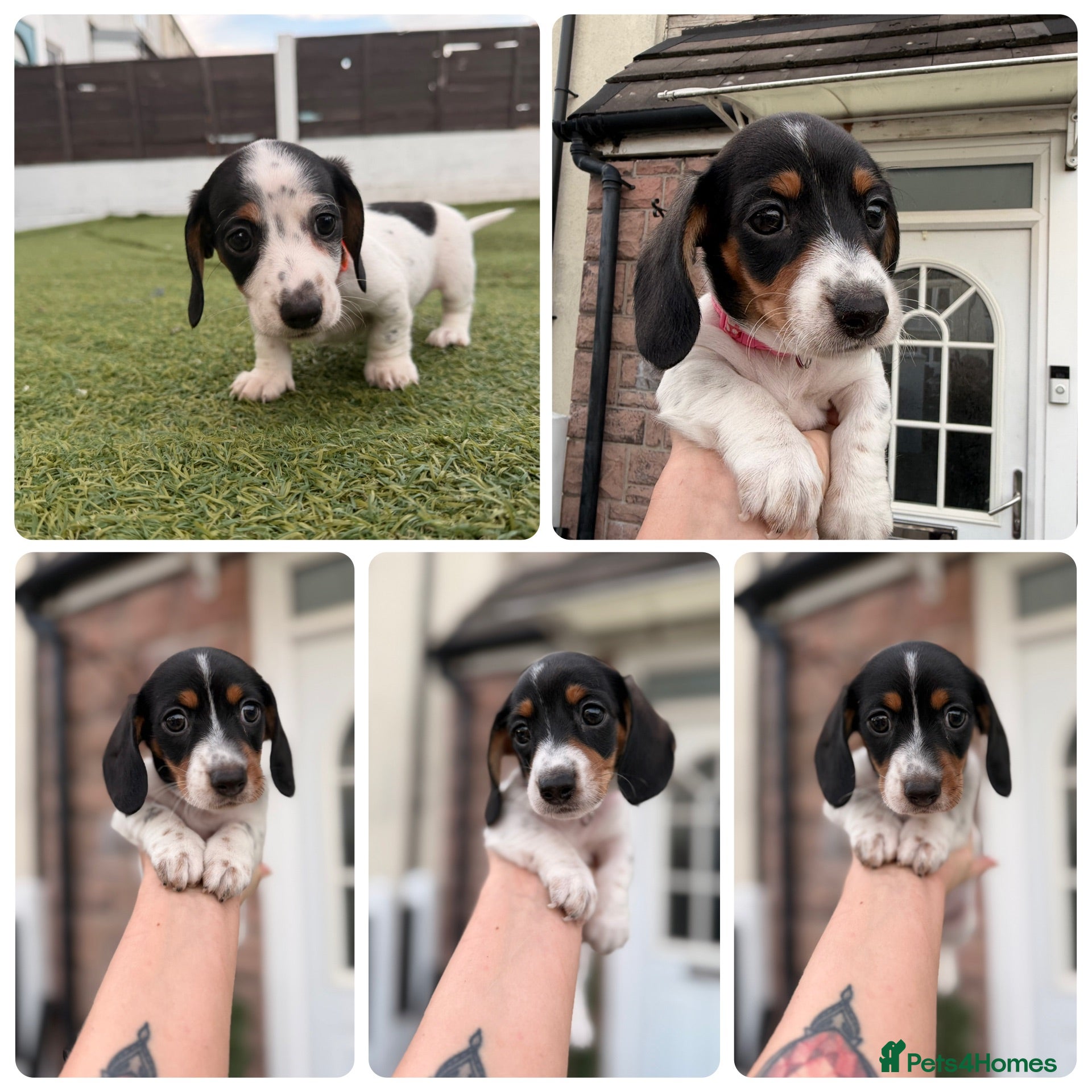 Miniature Dachshund dogs 5 cute kanishen miniature dachshund puppies - Advert 1