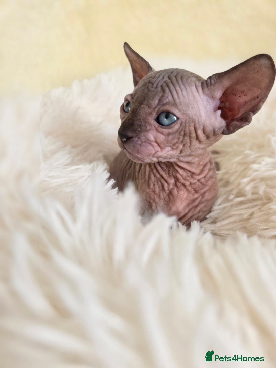 Sphynx cats for sale: Adorable Sphynx kittens💝🐈‍⬛🐈 - Image 8