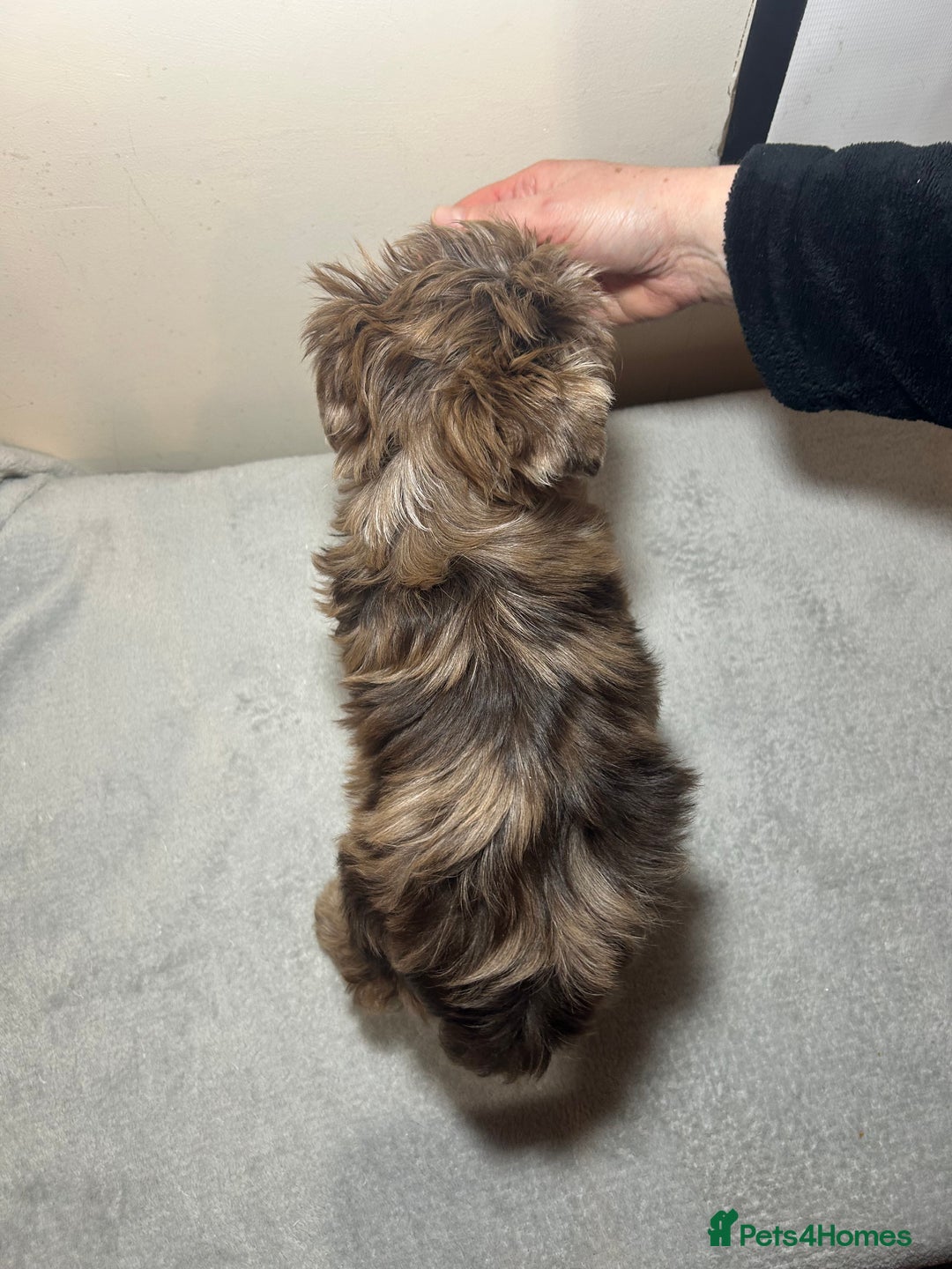 Biewer Terrier dogs for sale: Choco,black & ocean pearl Biewer Terrier - Advert 19