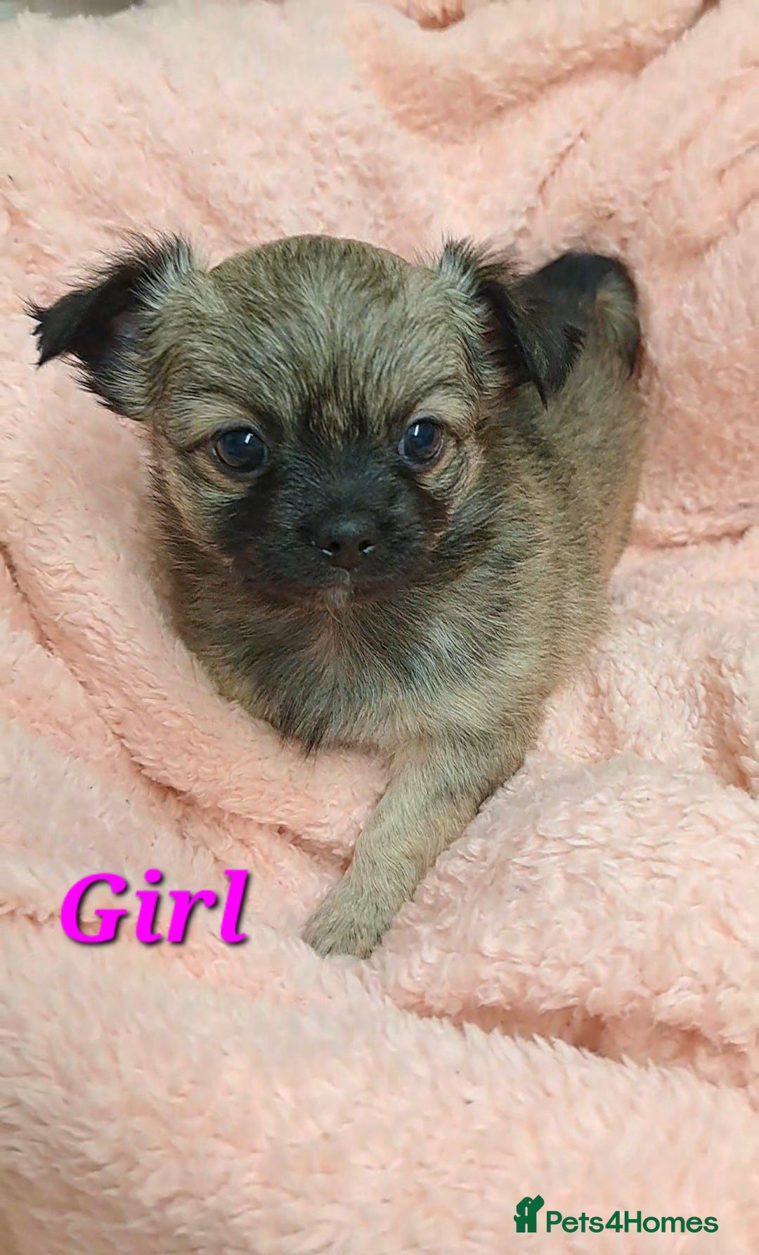 Chihuahua dogs Long Coat Chihuahua puppies for sale - Advert 18