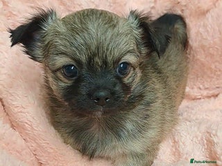 Chihuahua dogs Long Coat Chihuahua puppies for sale - Advert 18