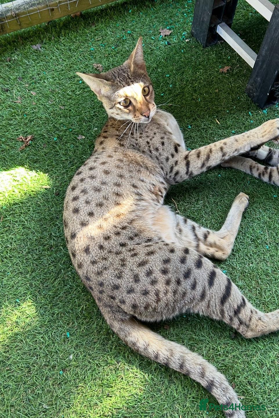 Savannah cats Beautiful F2 Female Savannah - Advert 13