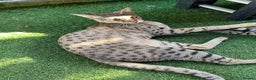 Savannah cats for sale: Beautiful F2 Female Savannah - Advert 2