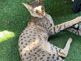 Savannah cats Beautiful F2 Female Savannah - Advert 13