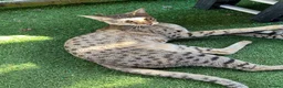 Savannah cats for sale: Beautiful F2 Female Savannah - Advert 1