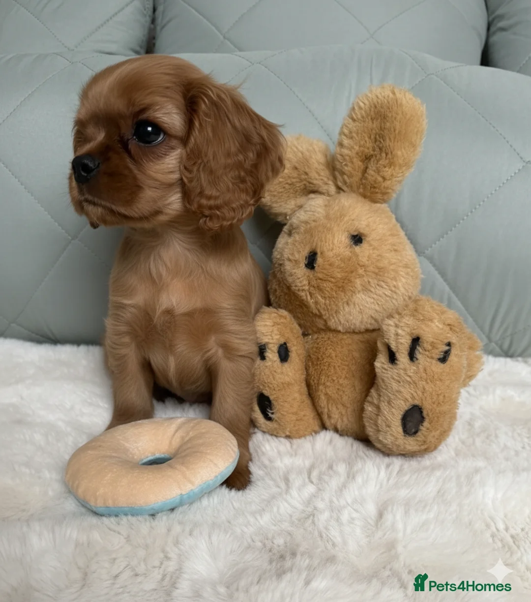 Cavalier King Charles Spaniel dogs for sale: CKCS Puppies Tested Bloodlines, KC Reg - Advert 14