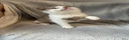 British Shorthair cats for sale: TICA registered BSH &BLH kittens  in Crewe - Advert 9