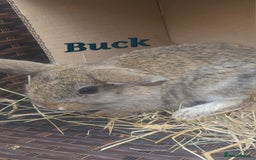 Mini Lop rabbits for sale: Baby Mini Lop Rabbits Ready for Loving Homes - Image 3
