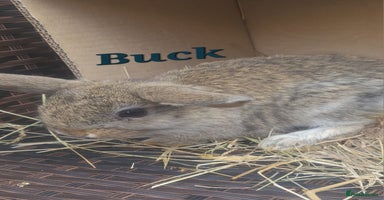 Mini Lop rabbits - Advert 4