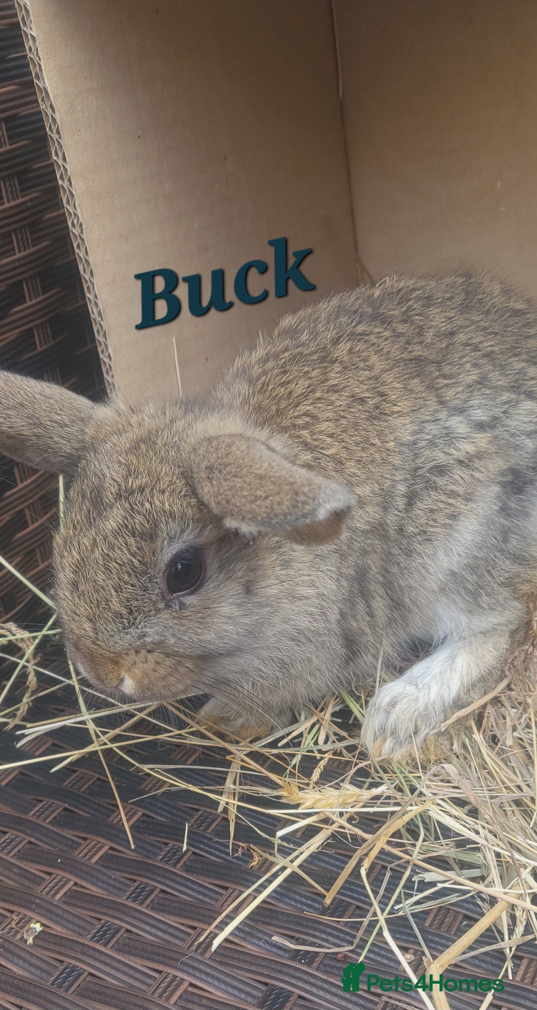 Mini Lop rabbits for sale: Baby Mini Lop Rabbits Ready for Loving Homes - Image 3