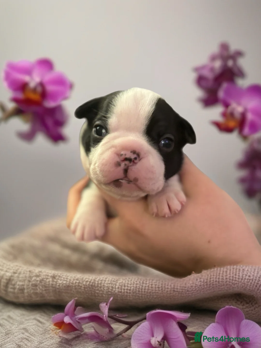 Boston Terrier dogs for sale: Beautiful litter of KC Boston Terrier Puppies -  - Advert 1
