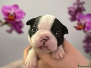 Boston Terrier dogs Beautiful litter of KC Boston Terrier Puppies - - Advert 2