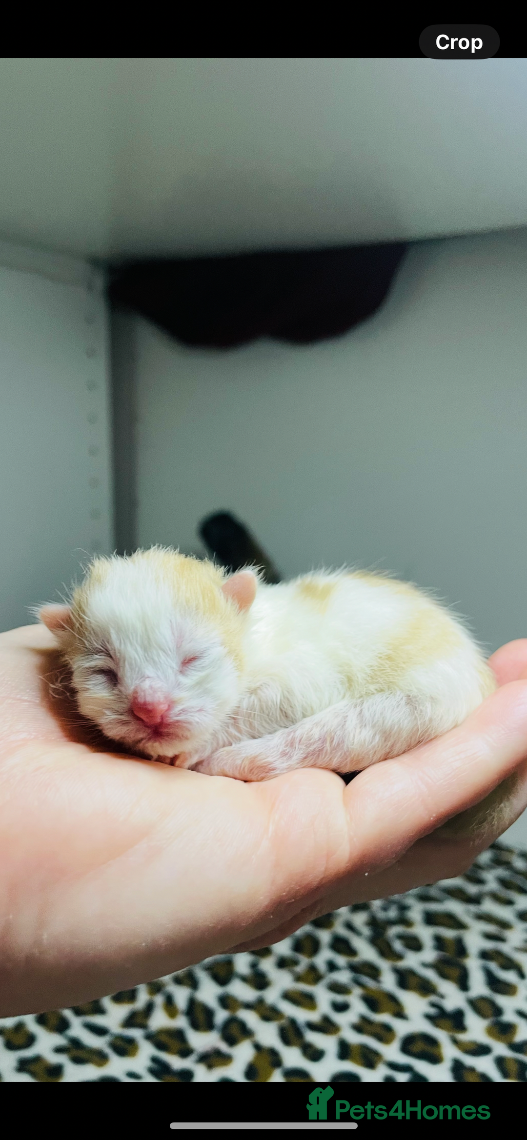 Mixed Breed cats for sale: 4 beautiful half persian kittens - Image 16