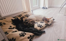 Jack Russell dogs for sale: Jack russell female  - Image 2