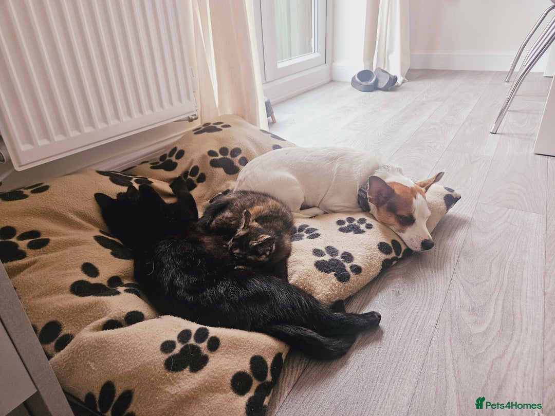 Jack Russell dogs for sale: Jack russell female  - Image 2