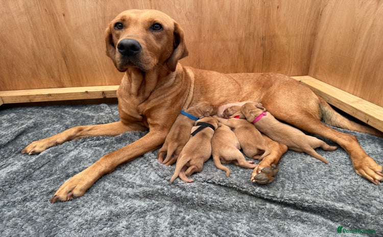 Labrador Retriever dogs - Advert 6