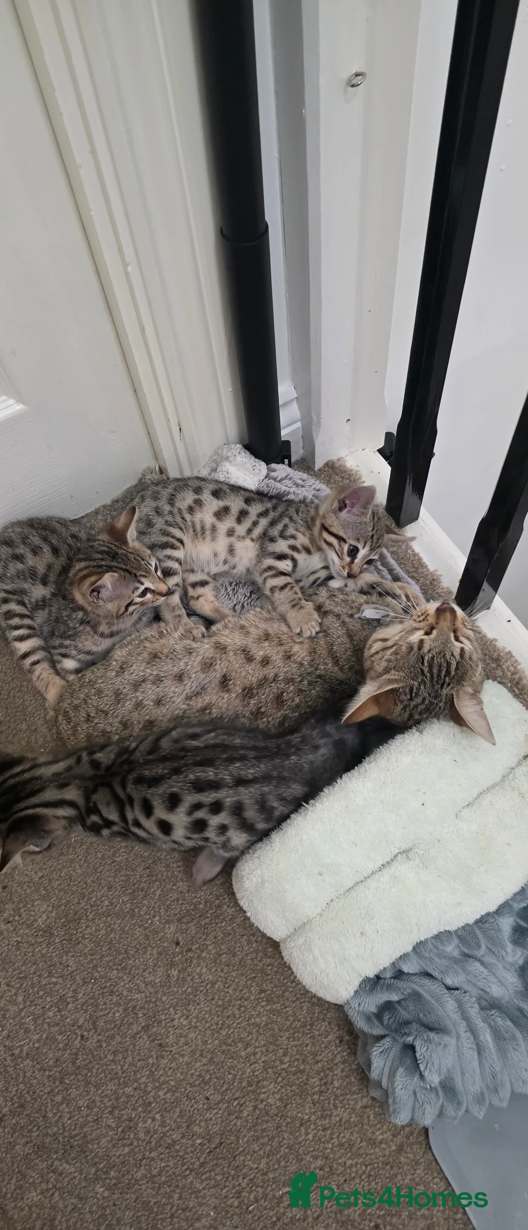 Bengal cats for sale: Savannah x Bengal hybrid Kittens  - Advert 6