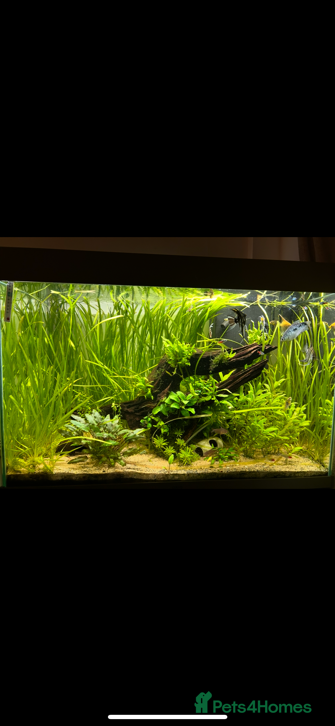 Angelfish fish Community fish tank  - Advert 1