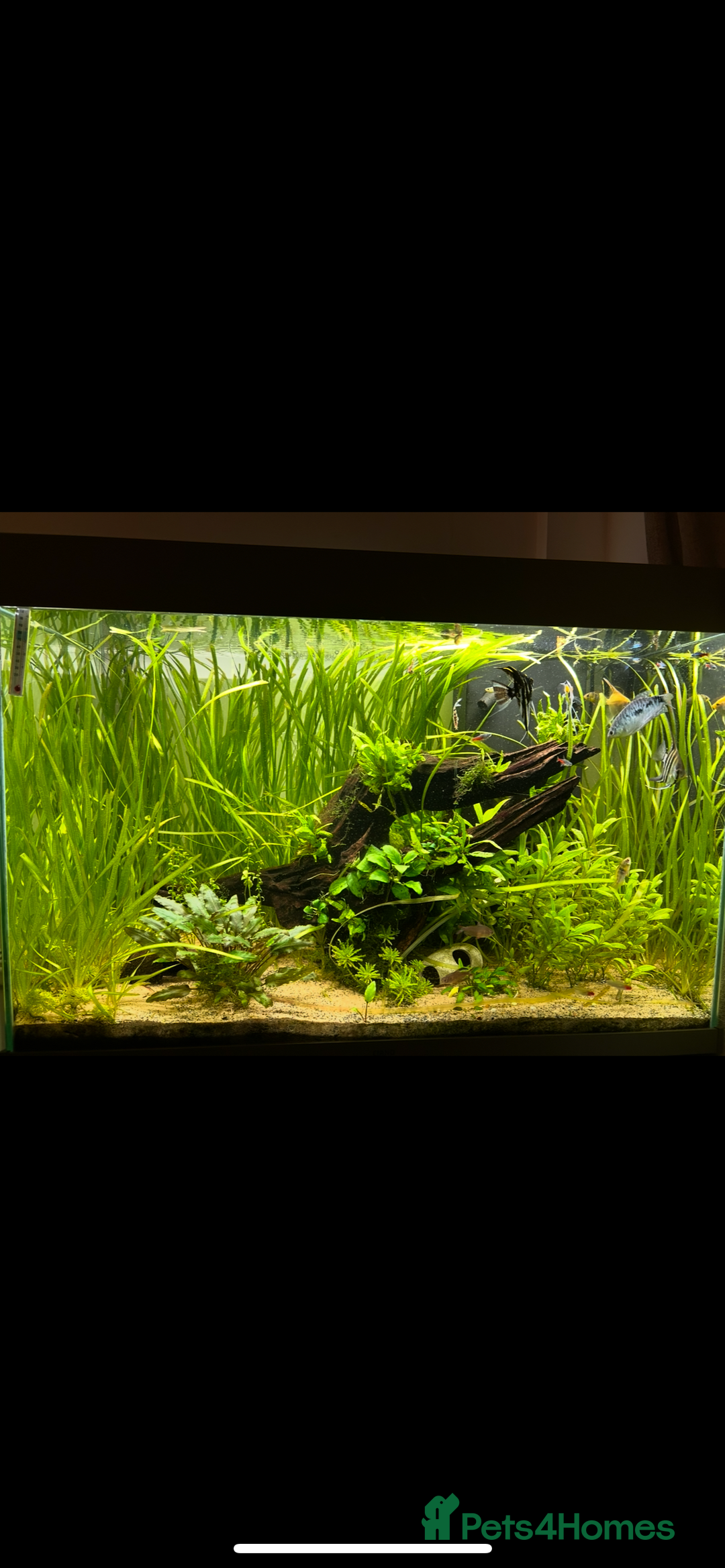 Angelfish fish for sale: Community fish tank  - Advert 1