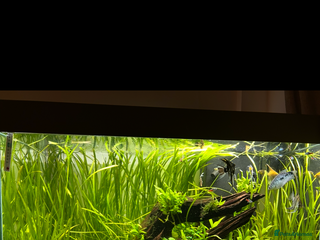 Angelfish fish Community fish tank - Advert 1