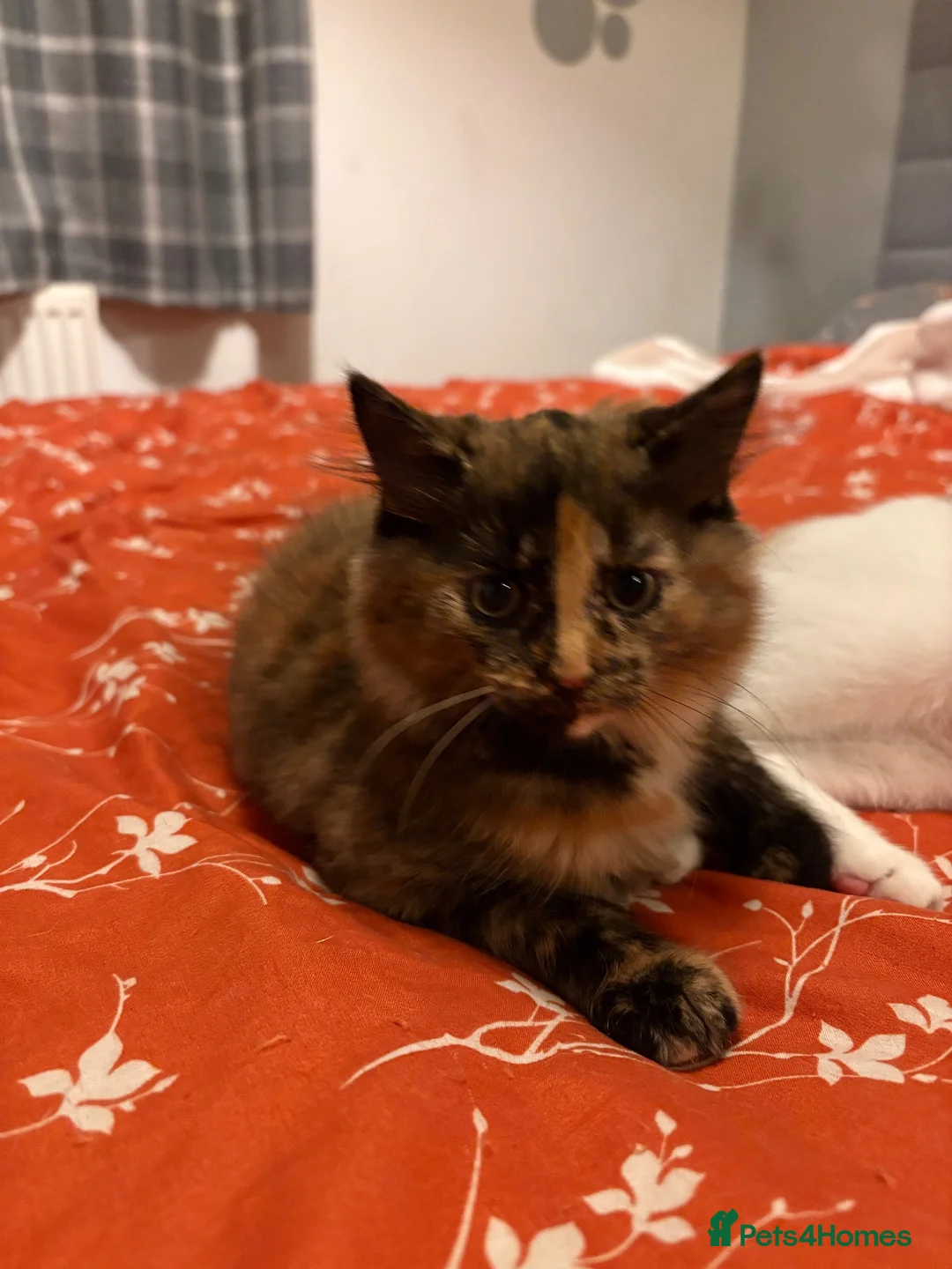 British Longhair cats for sale: Female Tortoiseshell Kitten  - Advert 4