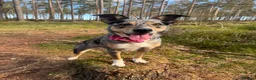 Border Collie dogs for sale: 7 beautiful border collie puppies for sale  - Advert 2