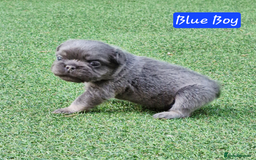 French Bulldog dogs for sale: Lilac & Tan Full Fluffy French Bulldogs For Sale - Image 3