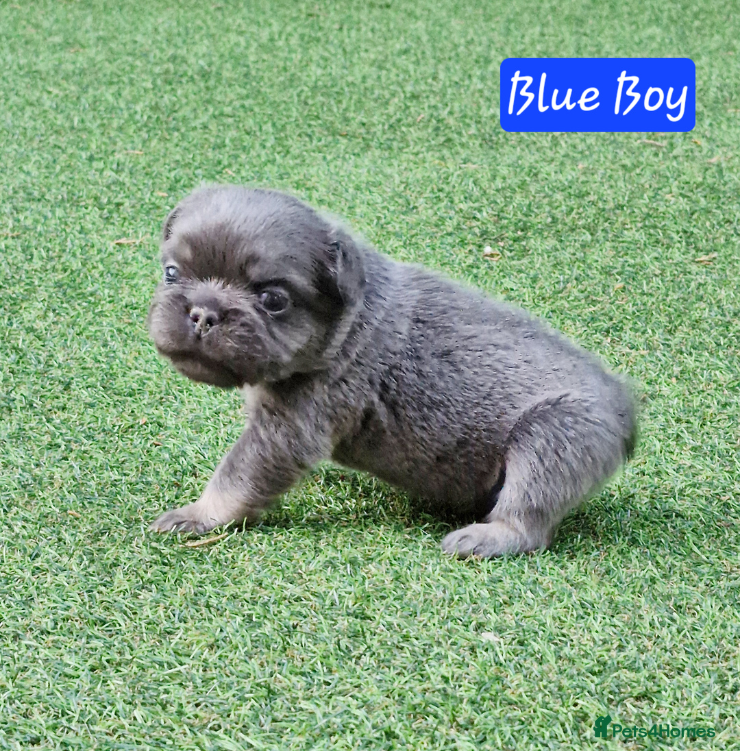French Bulldog dogs for sale: Lilac & Tan Full Fluffy French Bulldogs For Sale - Image 3
