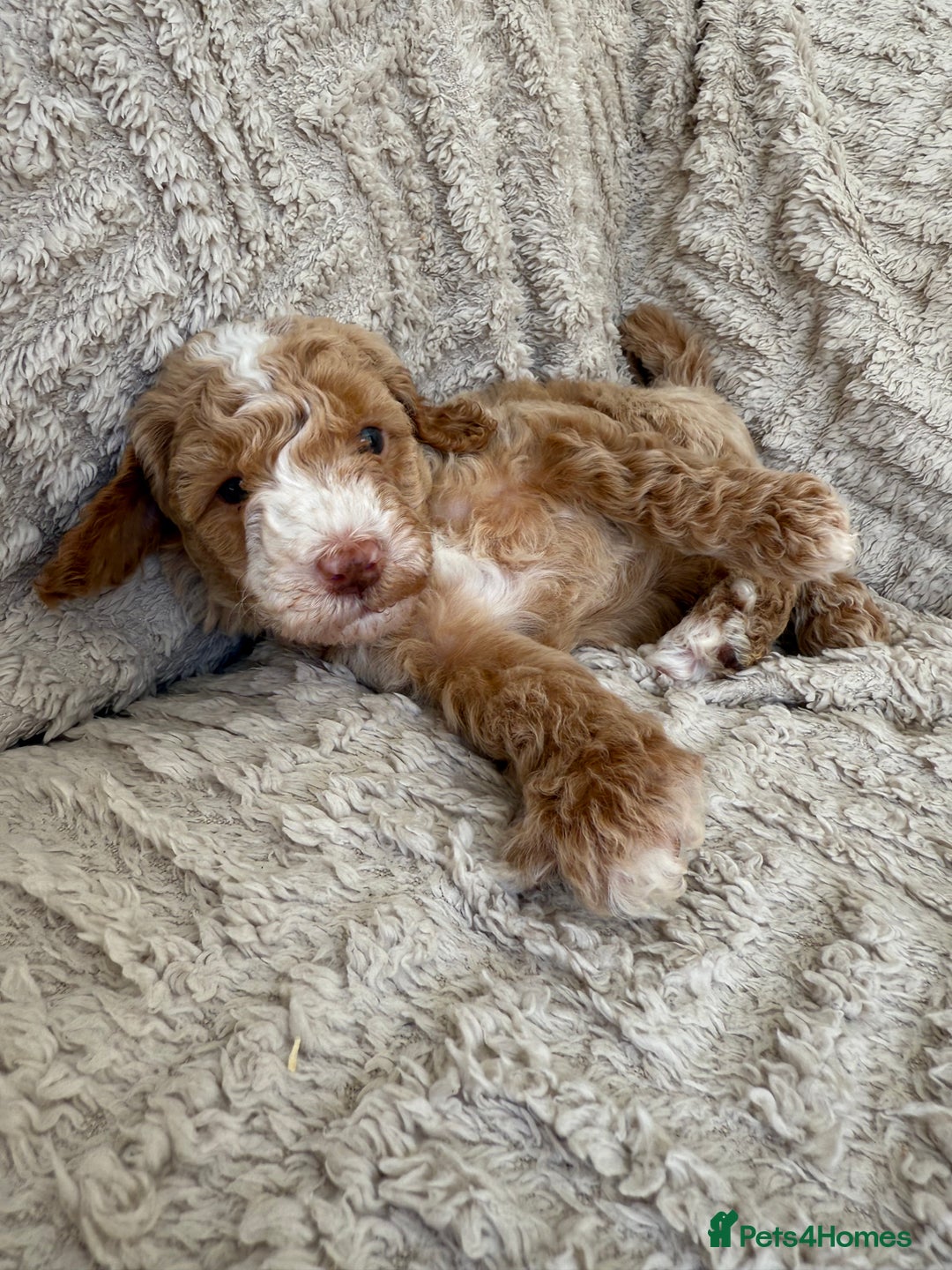Cockapoo dogs for sale: Stunning F1B Merle Cockapoo Puppies!!!! - Image 14