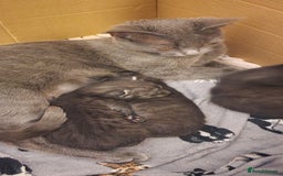 Chartreux cats for sale: Chartreux kittens - Image 3