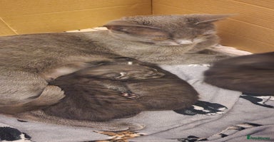 Chartreux cats - Advert 5