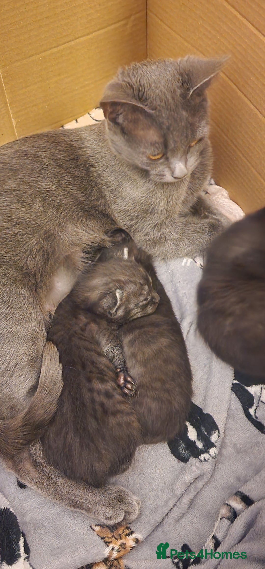Chartreux cats for sale: Chartreux kittens - Image 3