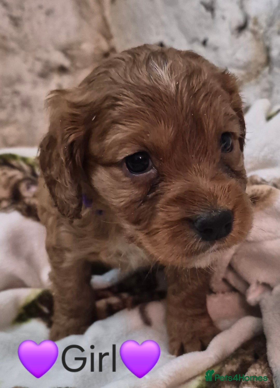 Cocker Spaniel dogs for sale: Gorgeous KC reg red cocker spaniel pups  - Advert 7