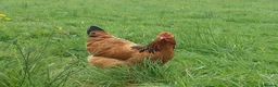 Chickens poultry for sale: Chickens Brahma Sussex wyondotte ducklings - Advert 5