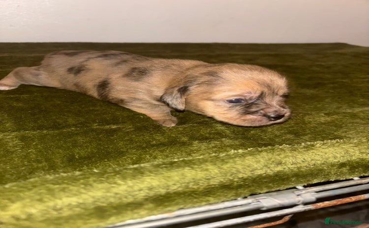 Mixed Breed dogs - Advert 12