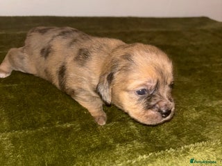 Mixed Breed dogs for sale: Schweenies - Advert 1